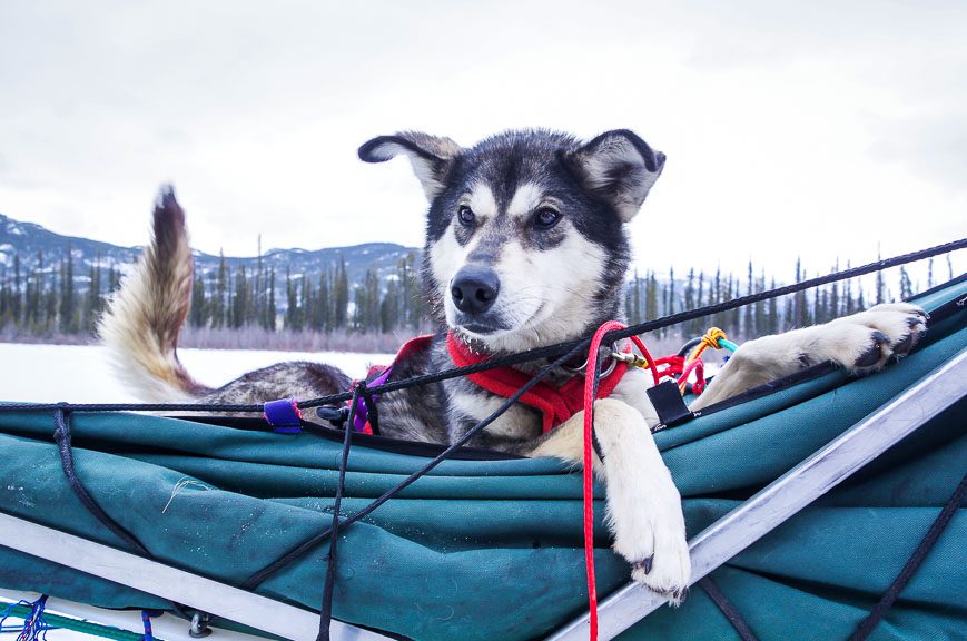 Puppy, the name of this sled dog will probably not be pulling sleds for long; lounging is more her thing