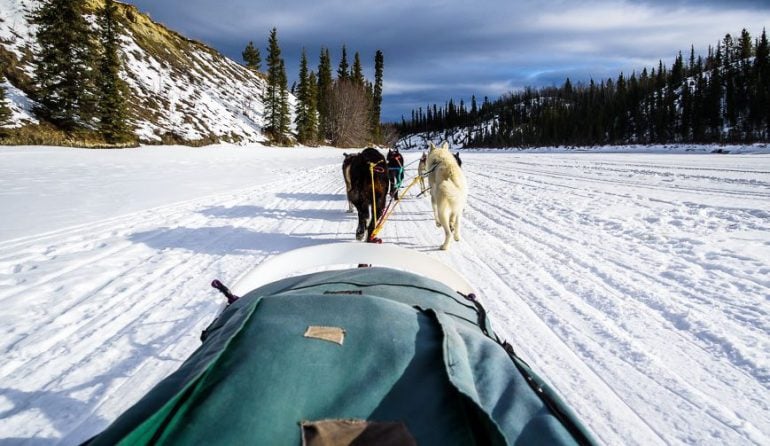 Yukon dogsledding in beautiful light as we head back along the river