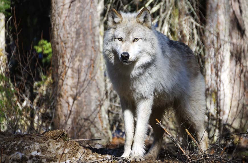 Wolf in Golden looking very regal