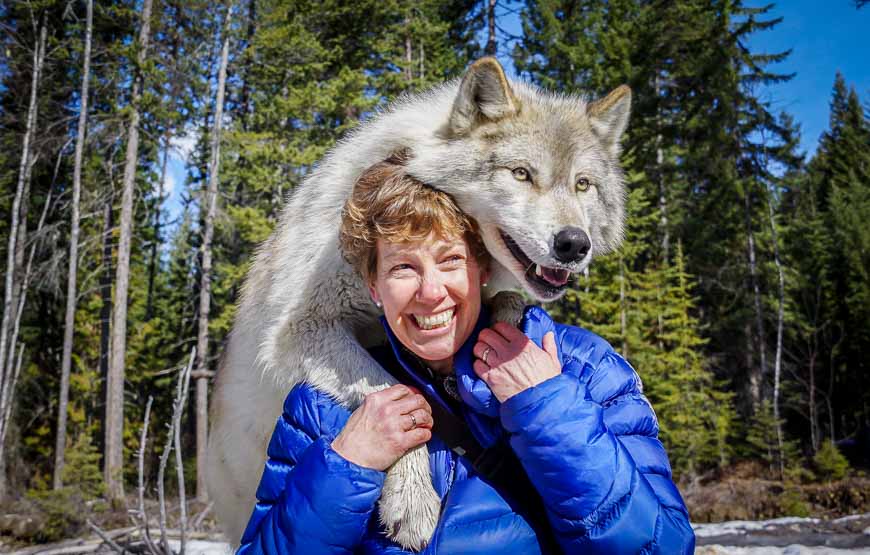 Hugged by a wolf