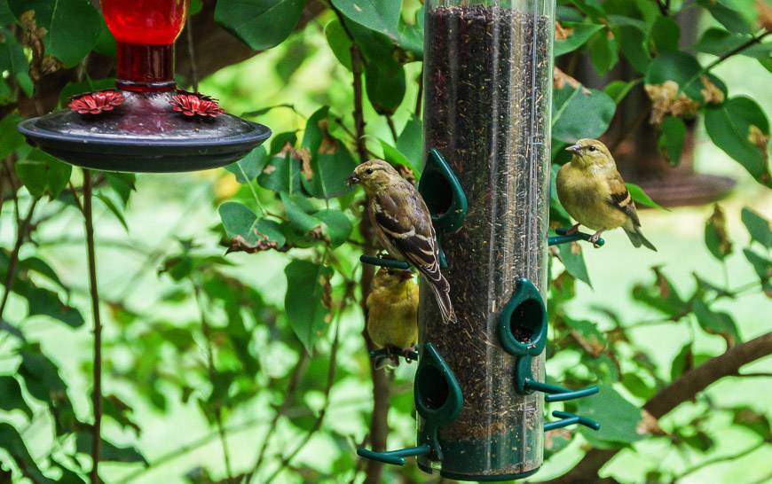 Watch the birds outside the window of the café while you eat