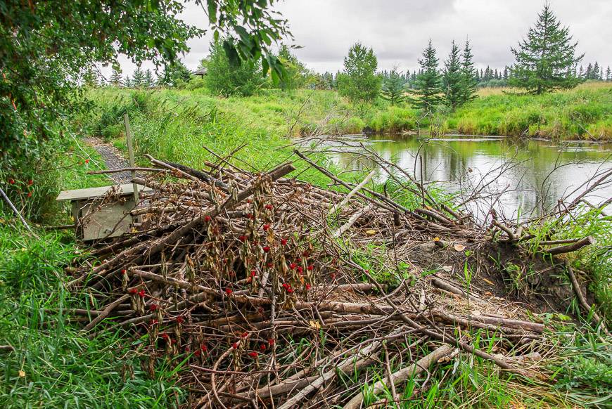 Be sure to take the walk past the Beaver Dam