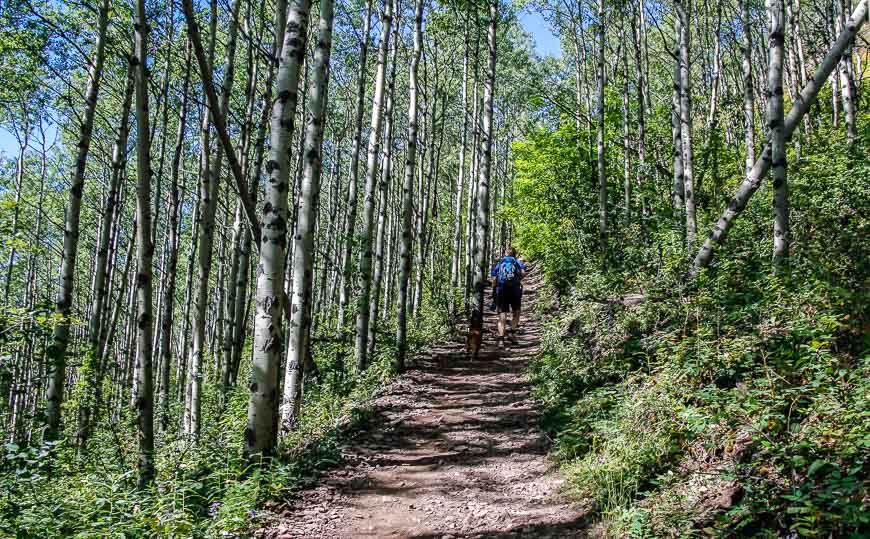 The hike up Mt Yamnuska starts in the trees