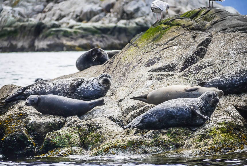 A Sea Safari in Howe Sound, British Columbia