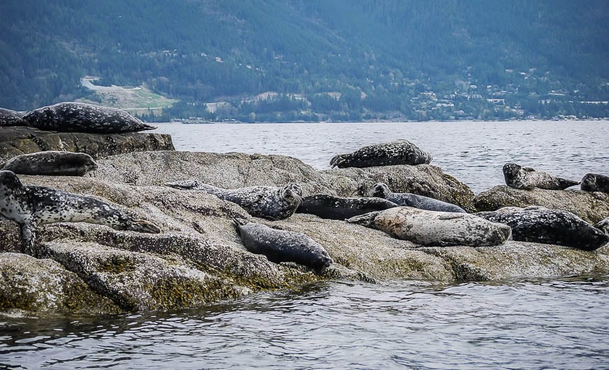 A Sea Safari in Howe Sound, British Columbia