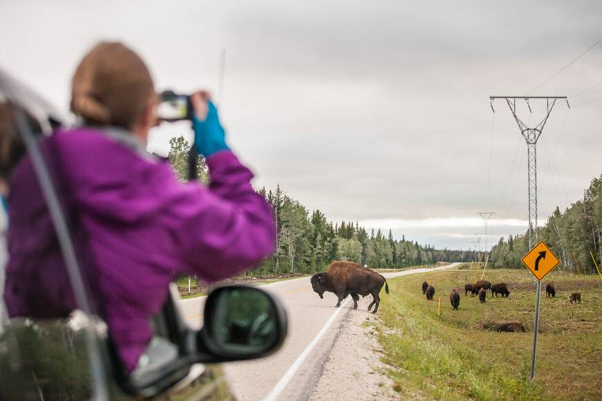 Checking out the buffalo in Wood Buffalo National Park – Credit: Parks Canada/Charla Jones