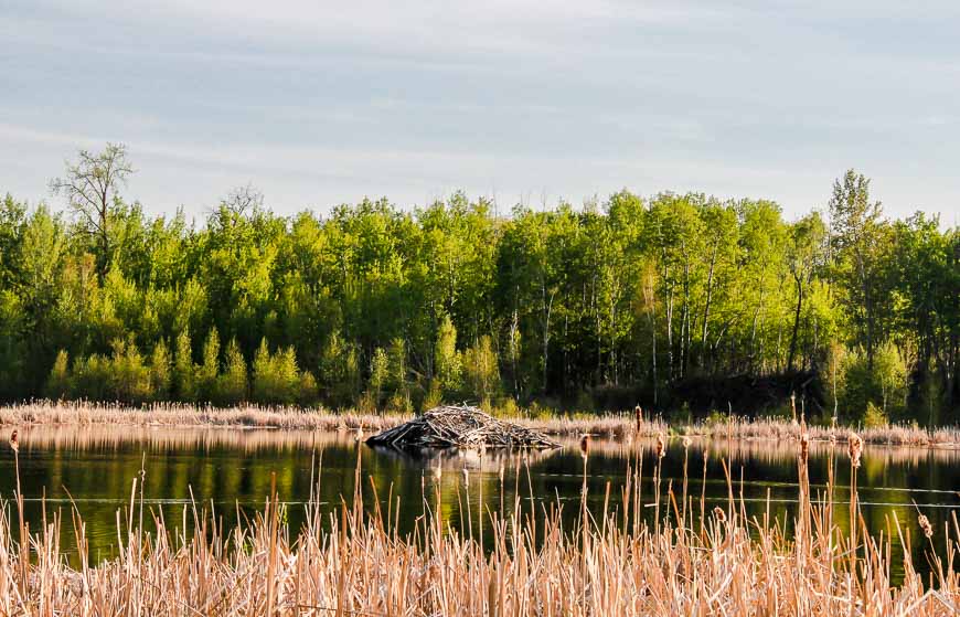 Beaver house on the Amisk Wuche Trail 