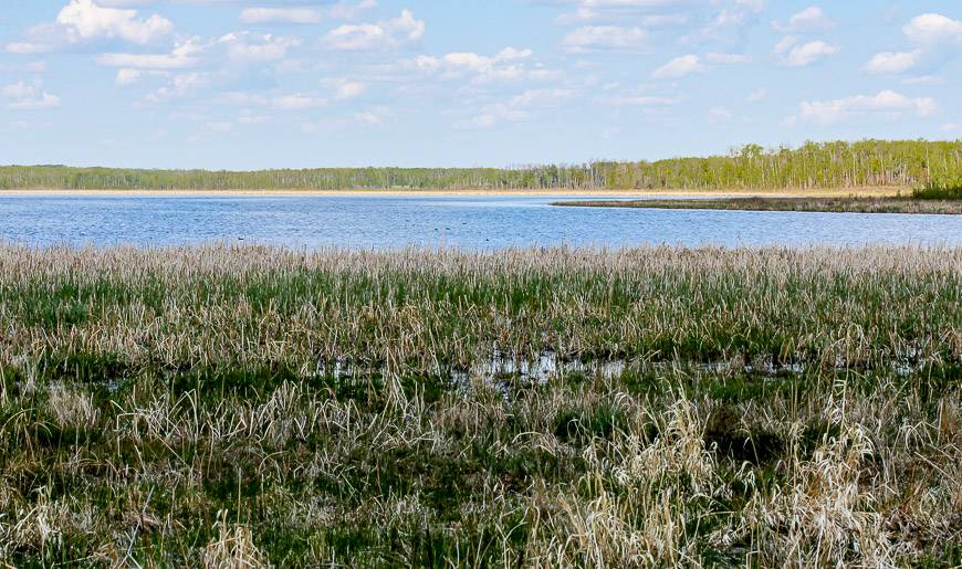 Alberta hikes in Elk Island National Park on the Wood Bison Trail