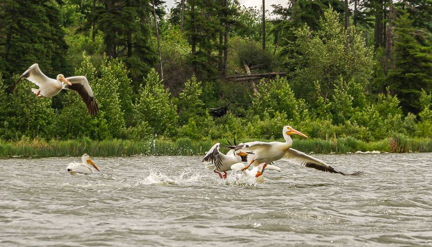 I love watching the white pelicans get lift-off