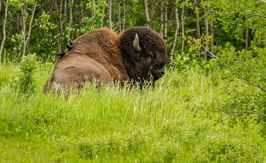 As impassive as these huge bison appear - you DO NOT want to get too close