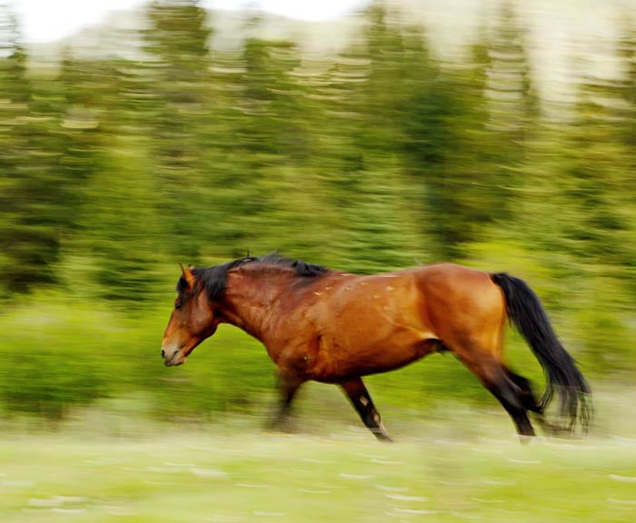  One of the wild horses we saw near the Panther River - not waiting around for me to focus