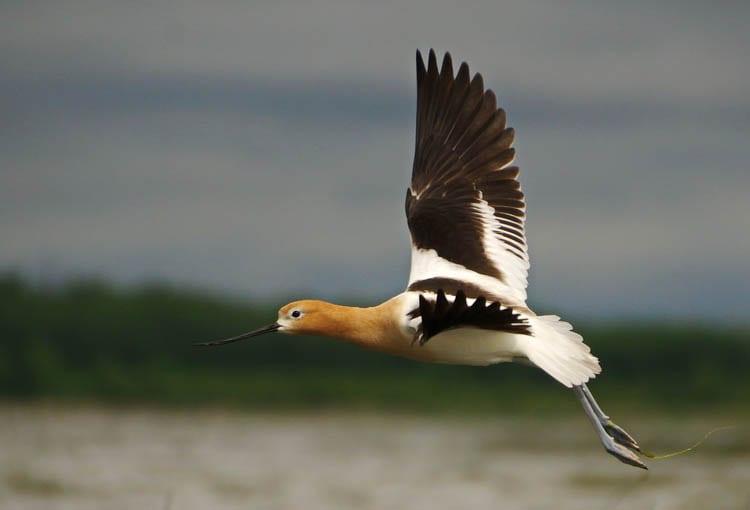 Elk Island National Park: 5 Fantastic Things You'll Want to Do