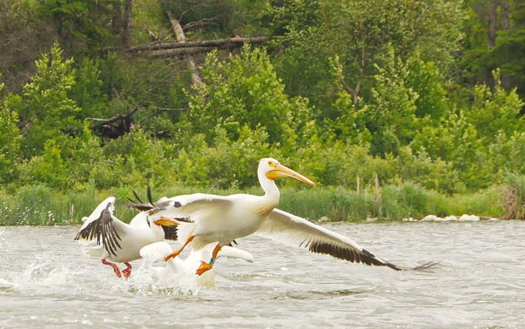 Elk Island National Park: 5 Fantastic Things You'll Want to Do