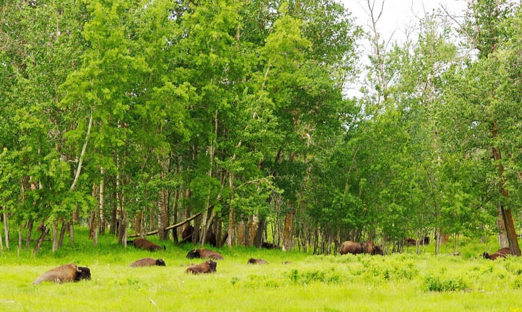 Elk Island National Park: 5 Fantastic Things You'll Want to Do