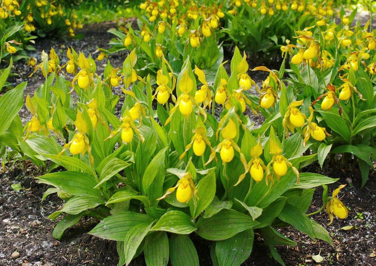 At the Botaincal Gardens in Edmonton look for yellow lady's slipper in early June