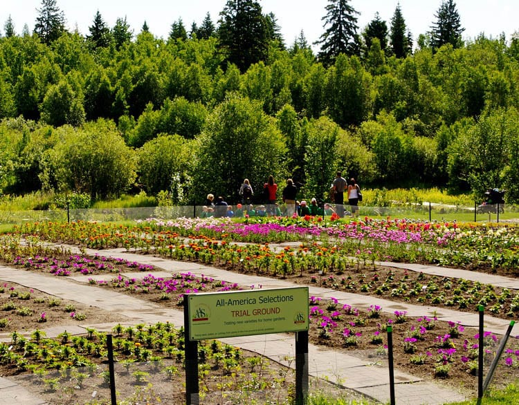 At the Botaincal Garden in Edmonton look for the All American selections trial garden