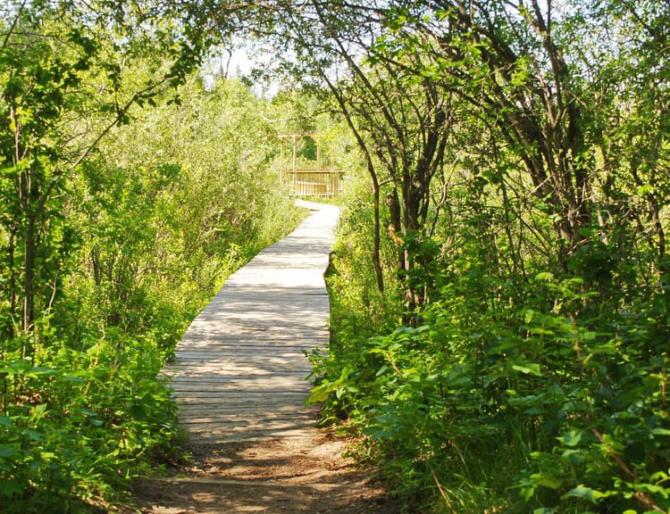 At the Botanical gardens in Edmonton look for the Sandy Dyde Nature Trail