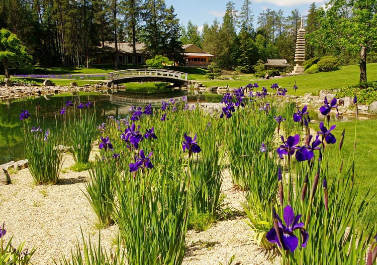 At the Botanical gardens in Edmonton iris are at their peak in early June