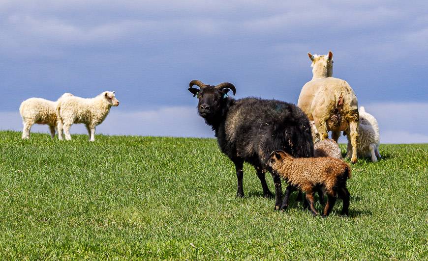 You'll see more sheep than people in Ireland