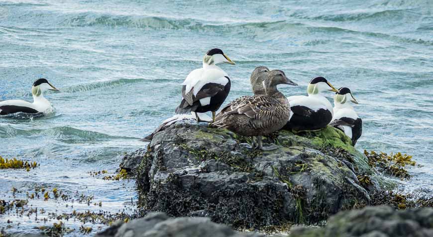 Loved the eider ducks that you see all around Iceland; they have a very distinct call which you quickly learn