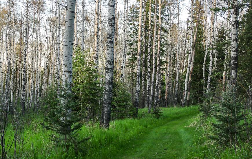 Beautiful walking through bird song filled woods in the Snake Hill Recreation Area