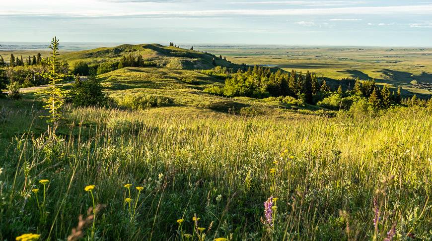 Beautiful views and lots of wildflowers in summer in Cypress Hills