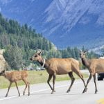 Elk crossing the highway in Jasper
