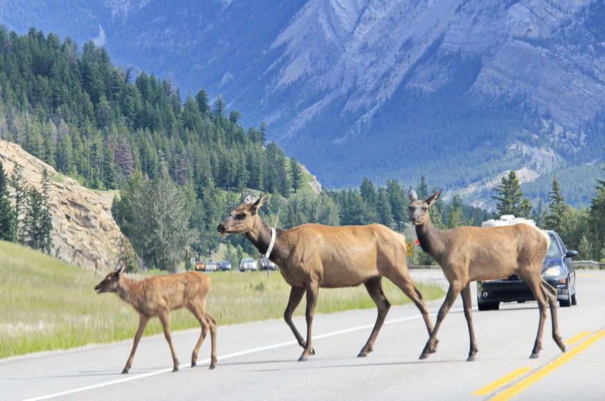 Elk attraversando la strada in Jasper