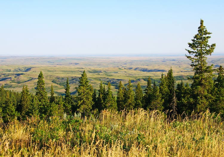 Everything You Need to Know About Visiting Cypress Hills Park