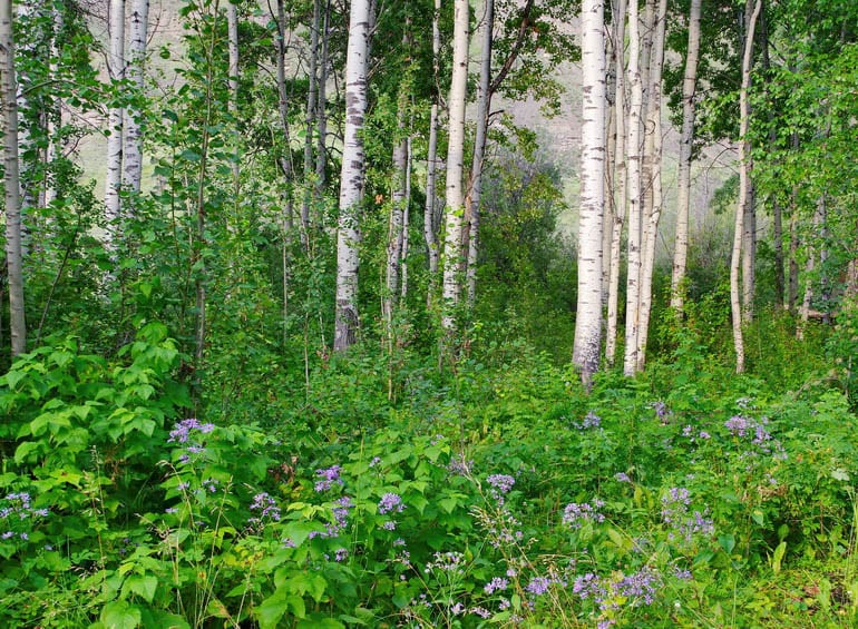 Paddling the Peace: A Fabulous Alberta Adventure