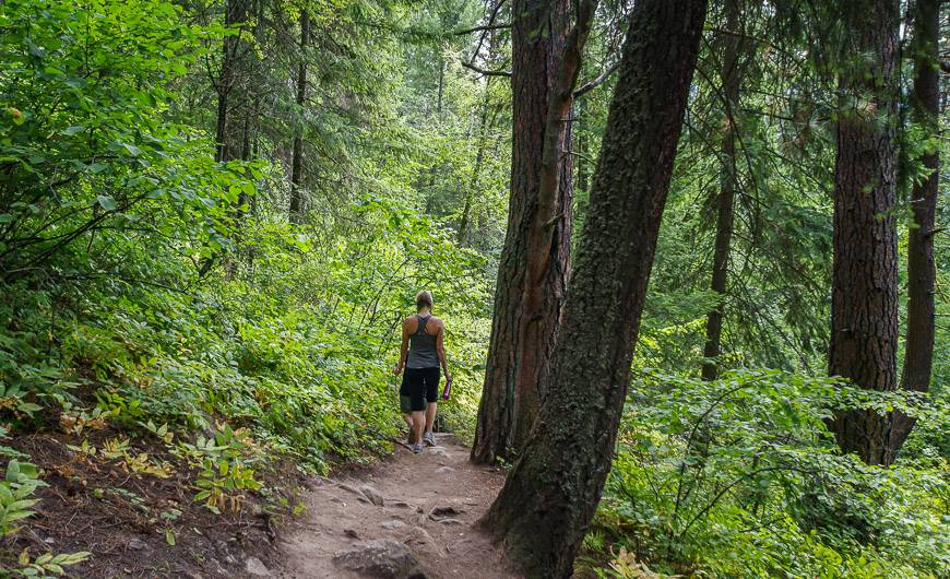 The hike is on a well-defined trail in the presence of many huge trees