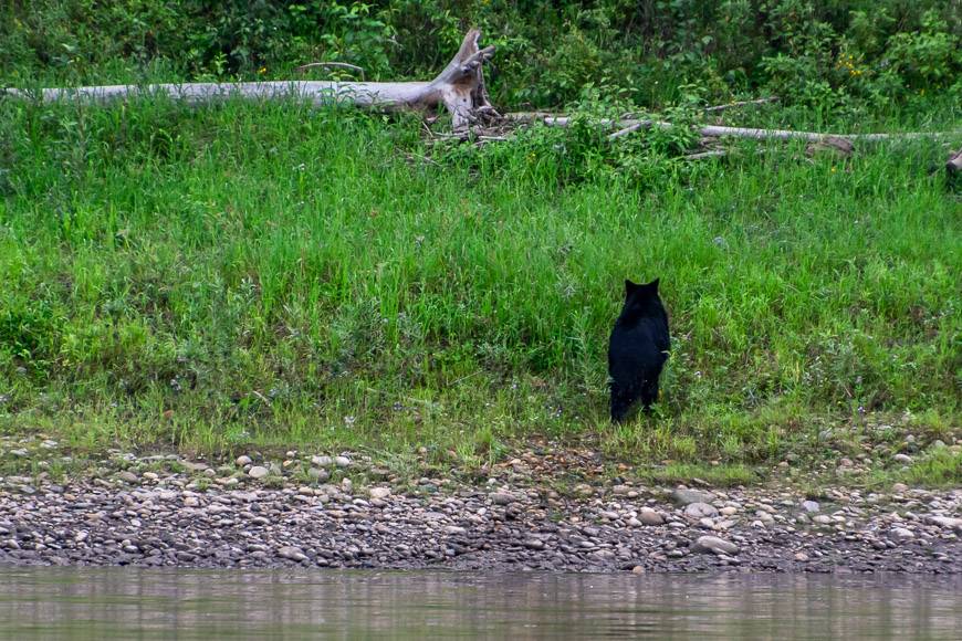 A quick shake and in a flash the bear is back in the woods