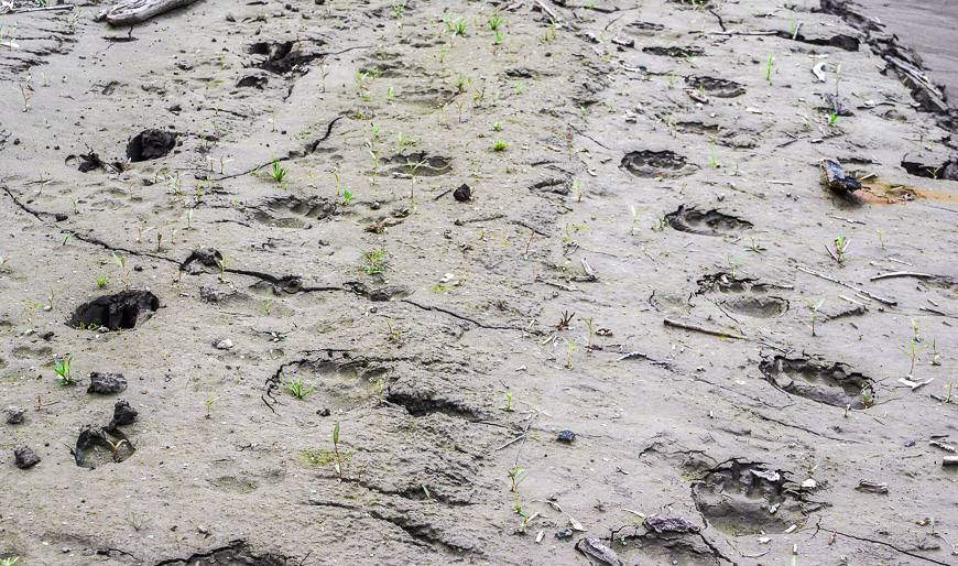 Bear, moose, deer and wolf or coyote tracks seen in the mud at our first lunch spot