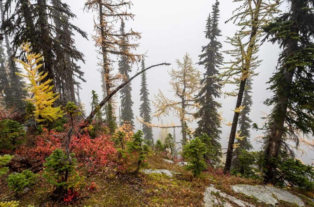 A moody day on the White Queen Trail at Whitewater Ski Resort