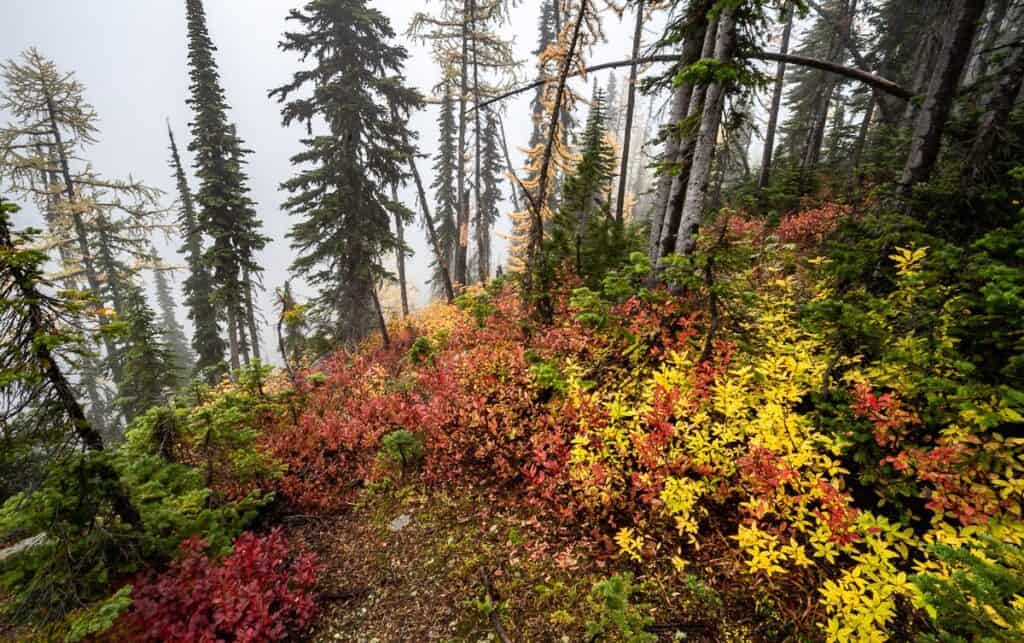 Hike Whitewater Ski Resort near Nelson in the fall for glorious colours