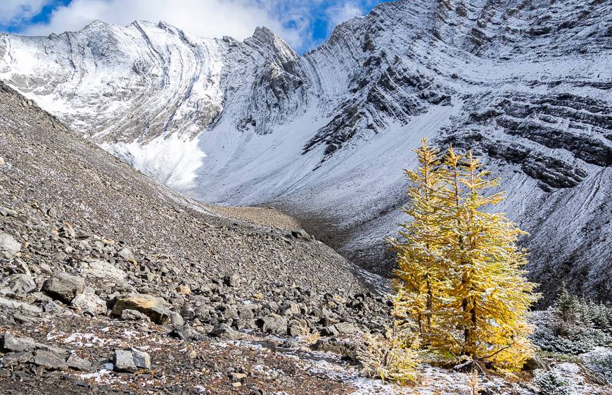 The last larch before tree line 