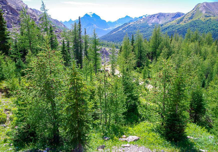 These larches near the top of Boulder Pass will be ablaze with colour in the last few weeks of September