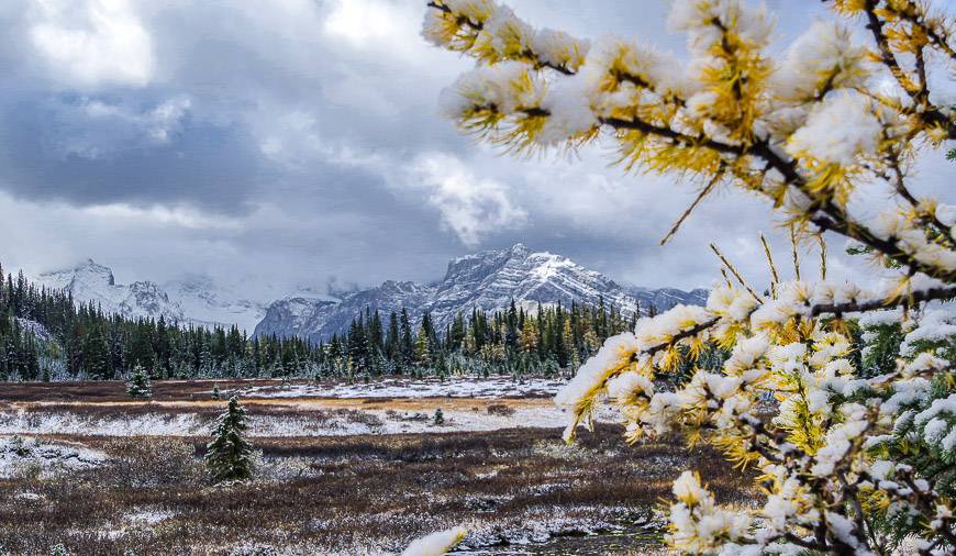 View through the larches of the meadows around Chester Lake