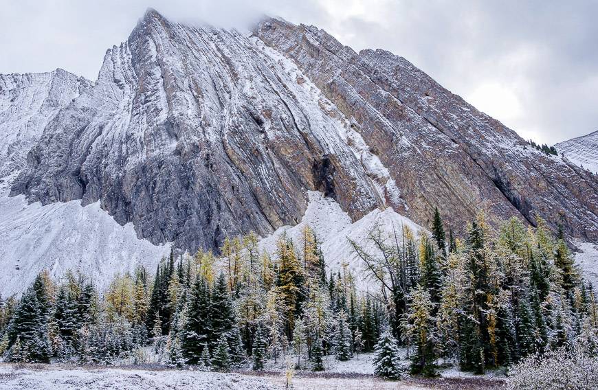 There are stands of larches on the approach in to Chester Lake