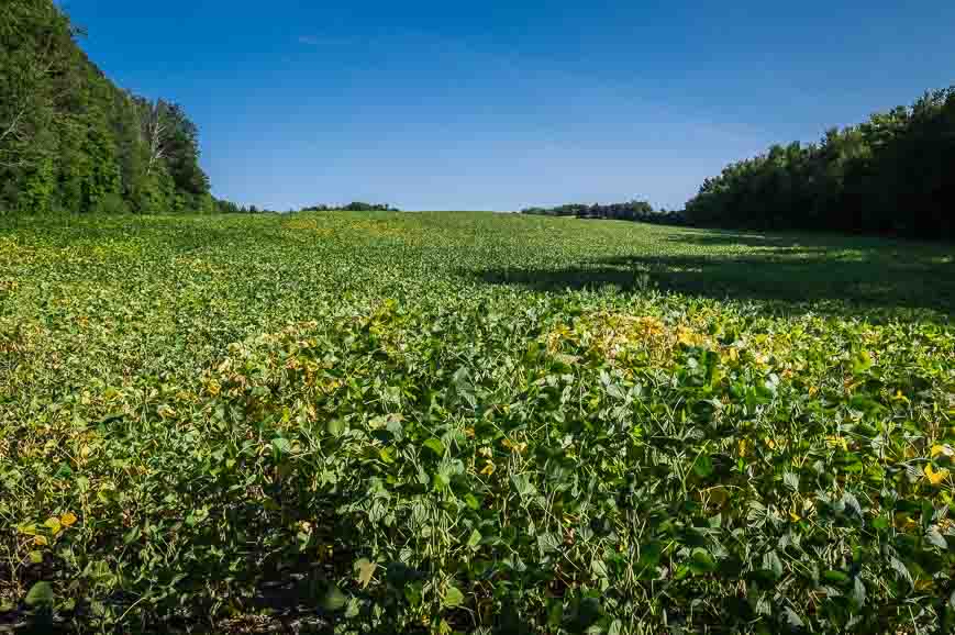 Passing farmer's fields filled with soybeans