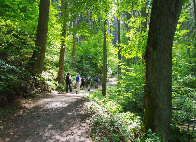 Exploring the woods just outside of Tabor