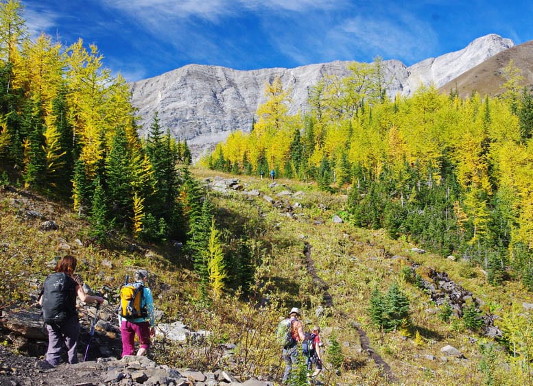 25 Larch Photos That Will Make You Wish You Were in the Mountains