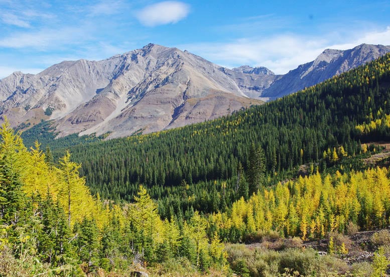 25 Larch Photos That Will Make You Wish You Were in the Mountains