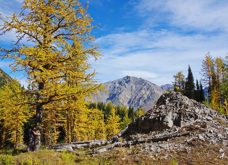 25 Larch Photos That Will Make You Wish You Were in the Mountains