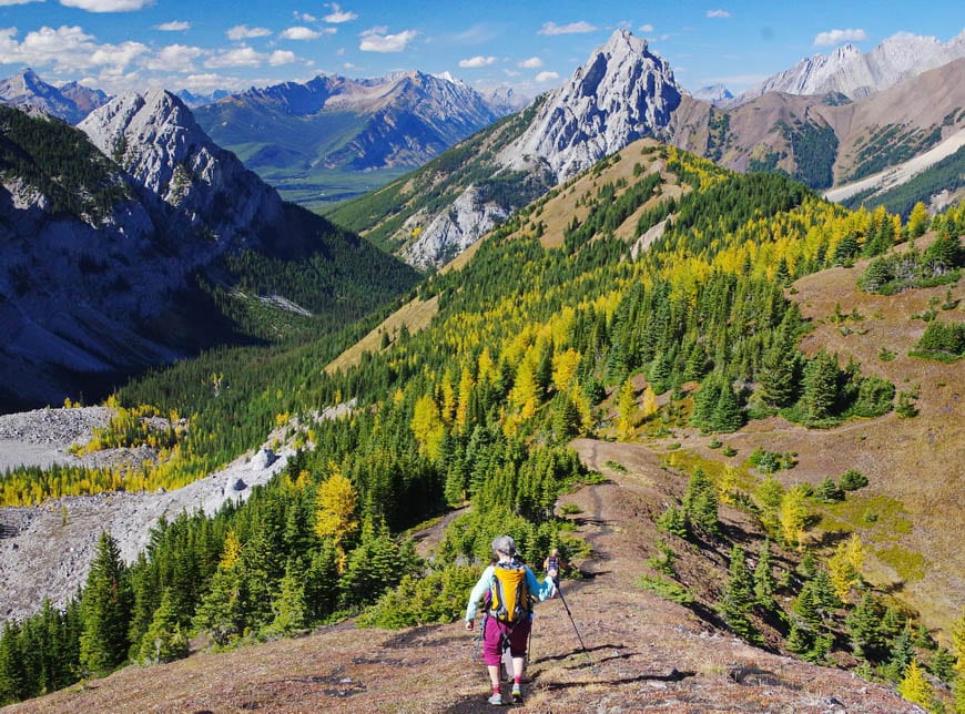 Larches seen hiking Pocaterra Ridge