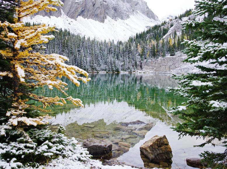 25 Larch Photos That Will Make You Wish You Were in the Mountains