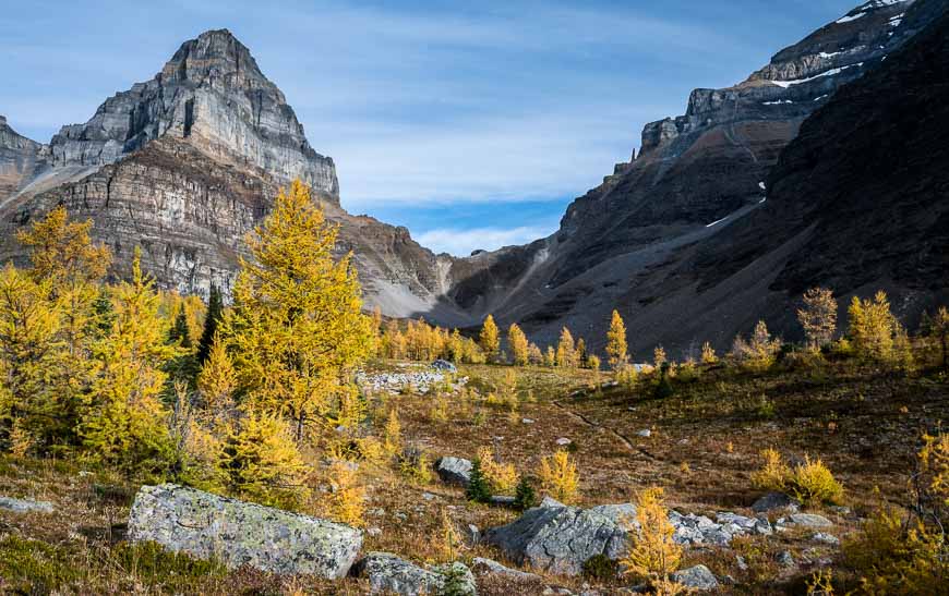 Larch Valley in mid-September - one of the top larch hikes in Alberta