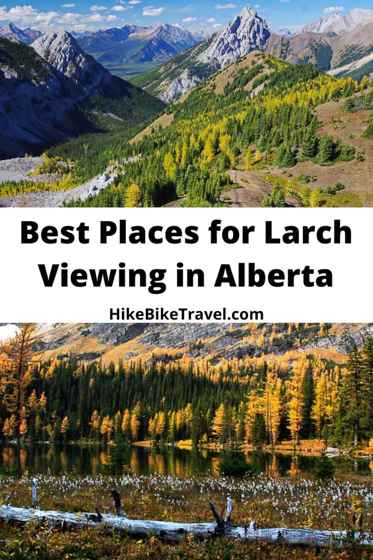 A guide to the best places for larch viewing in Alberta