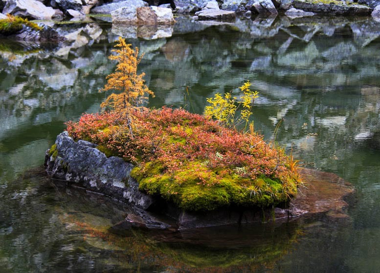 25 Larch Photos That Will Make You Wish You Were in the Mountains