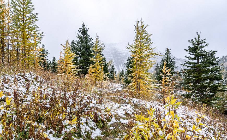 Fall is a fantastic time to do this hike for the larches